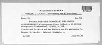 Puccinia iridis image